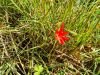 The first Hesperantha coccinea flower.