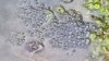 Frog and Spawn.
