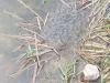 Frog Spawn