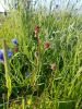 Some of the sown wild flowers
