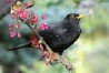 Blackbird