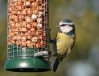 Blue Tit