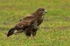 Buzzard