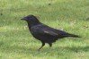 Carrion Crow