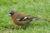 Chaffinch