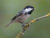 Coal Tit