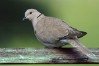 Collared Dove