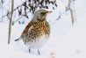 Fieldfare