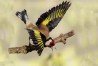 Goldfinch