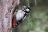 Great Spotted Woodpecker
