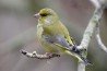 Greenfinch