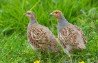 Grey Partridge