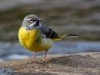 Grey Wagtail