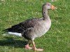 Greylag Goose