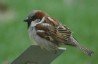 House Sparrow