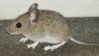 House Mouse