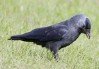 Jackdaw