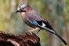 Jay