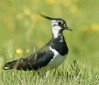 Lapwing