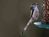 Long Tailed Tit