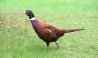 Pheasant
