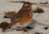 Redwing