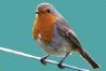 Robin