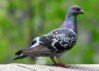 Rock Dove