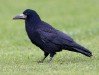 Rook