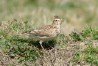 Skylark