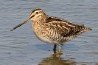 Snipe