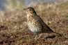 Song Thrush