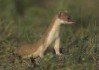 Weasel