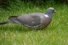 Wood Pigeon