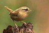 Wren